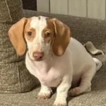 Dachshund Puppies for Sale England