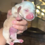 dachshund-puppies-are-here-v0-oyh4xzmg8a7e1