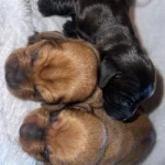 dachshund-puppies-v0-642acm198v7e1