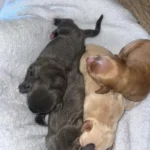 dachshund-puppies-v0-byhwuh198v7e1