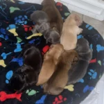 dachshund-puppies-v0-jgs7huel6i7e1