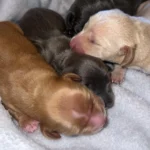 dachshund-puppies-v0-nvvojl198v7e1