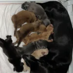 dachshund-puppies-v0-oncjjnel6i7e1