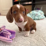 Dachshund Puppies for Sale England