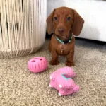 first-time-dachshund-owner-v0-1ztltuz3cfxg1