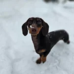 first-time-poster-first-time-doxie-owner-where-are-all-v0-0v0z4gozq62h1