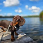Dachshund Puppies for Sale England