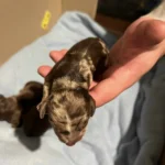 Dachshund Puppies for Sale England