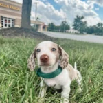 Dachshund Puppies for Sale England