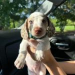 got-a-mini-dachshund-puppy-and-im-so-obsessed-with-him-v0-wtlj3hqb54ld1