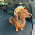 Dachshund Puppies for Sale England