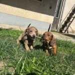 these-are-my-little-dachshund-puppies-v0-f7lob9gi90ug1