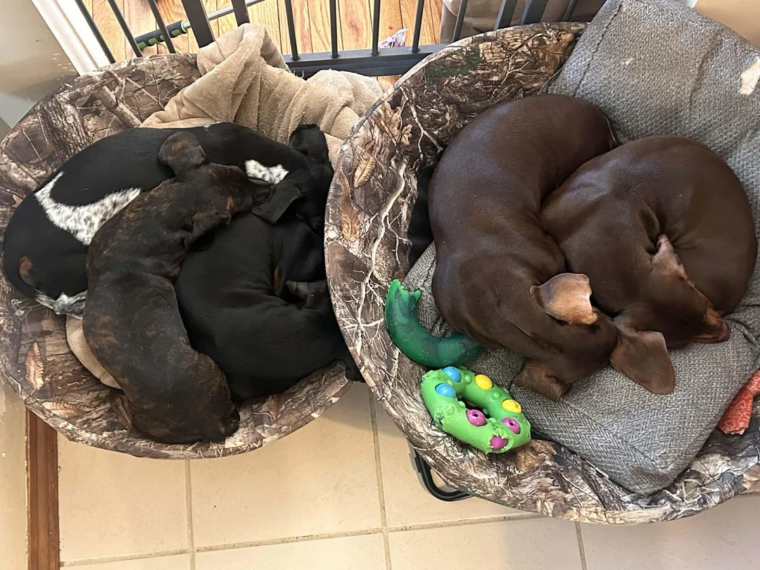 About Us: Raising Healthy & Family-Raised Dachshund Puppies UK