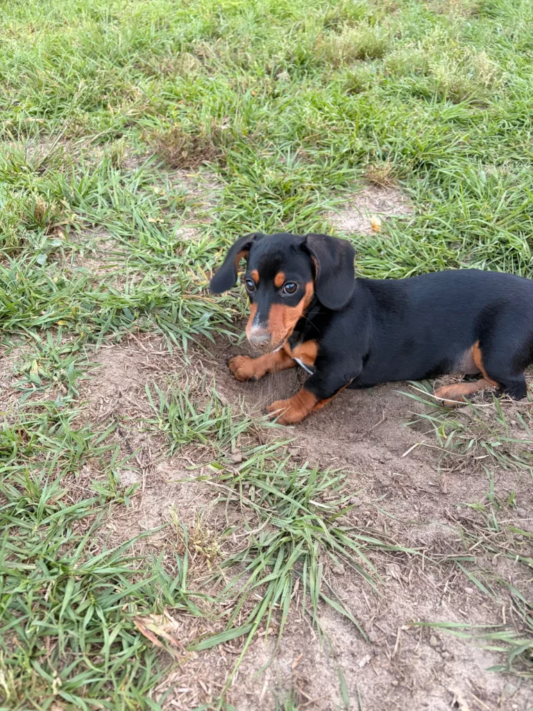 Available Puppies - Miniature Smooth Haired Sausage Dog UK