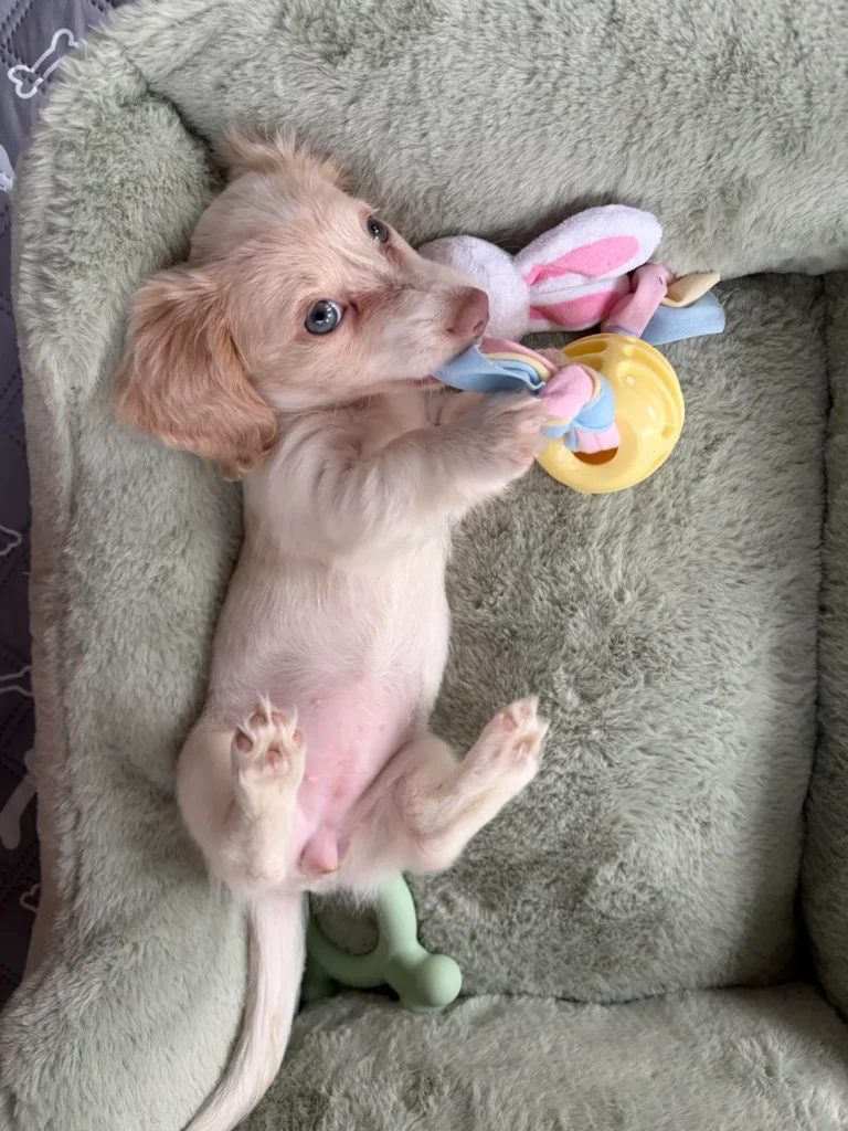 Available Puppies - Miniature Smooth Haired Sausage Dog UK