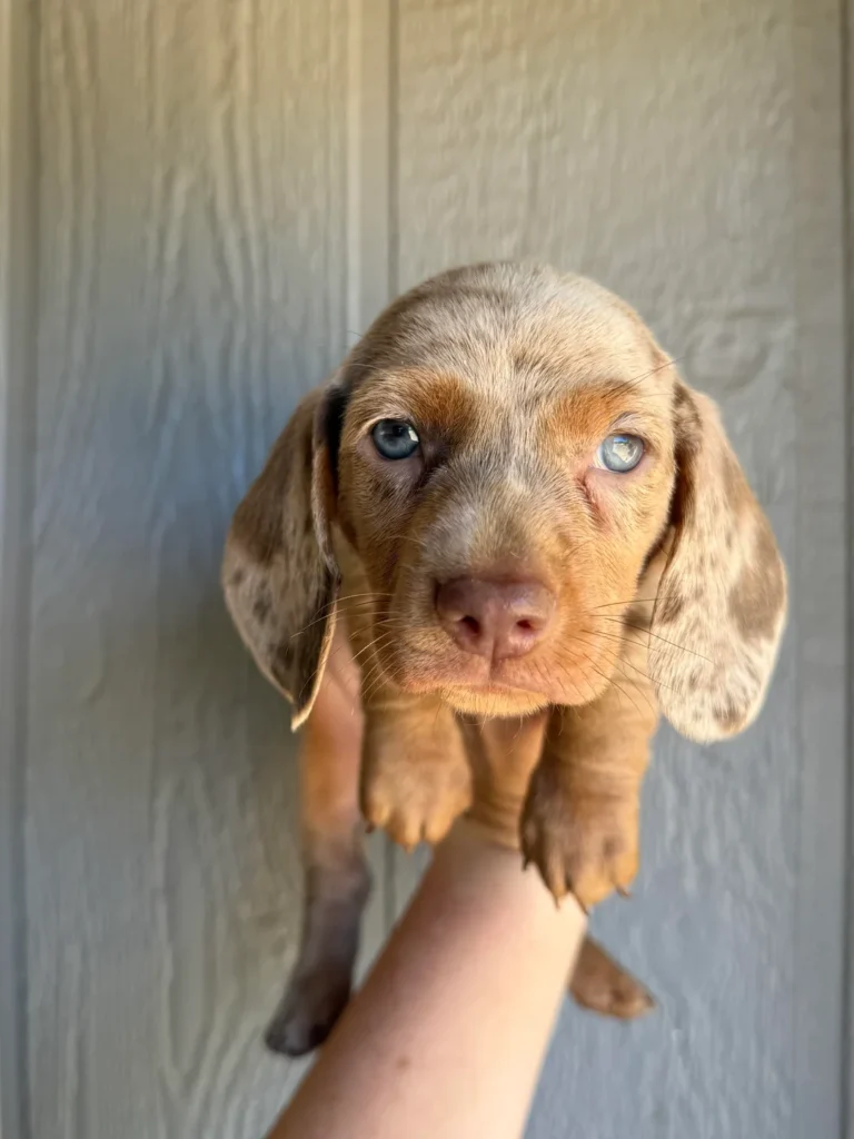 Available Puppies - Miniature Smooth Haired Sausage Dog UK